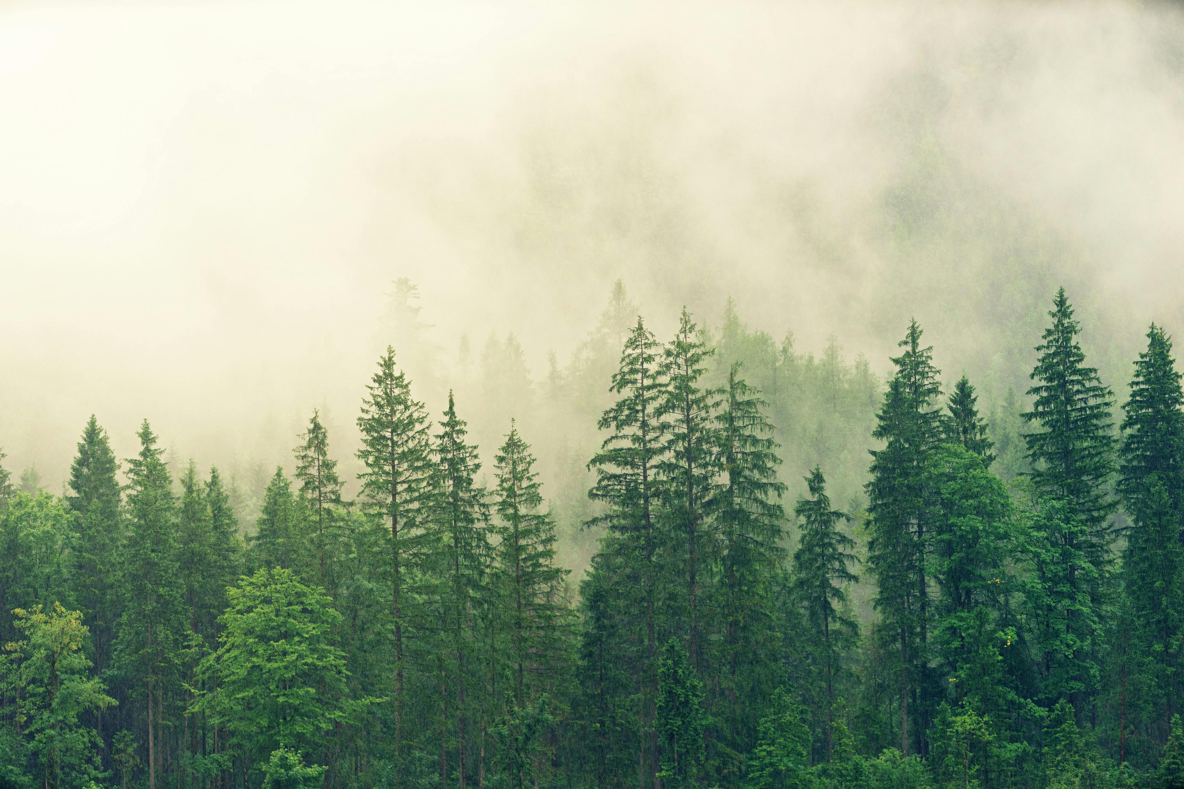 Green forest full of trees and sustainability